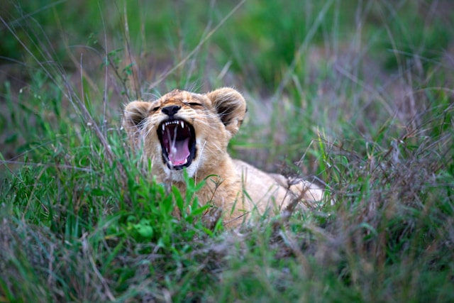 An adorable lion cub takes a big yawn.